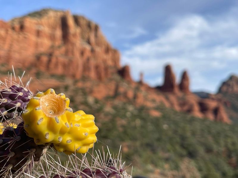 A cactus in bloom in front of Arizona red rock formations
