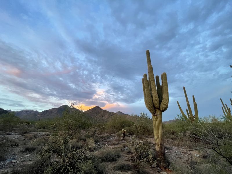 A saguaro against the mountains of the Sonoran Desert under a wide blue sky