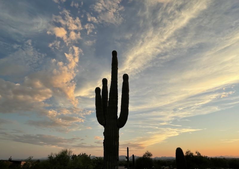 A lone saguaro under a sweep of desert clouds at sunset