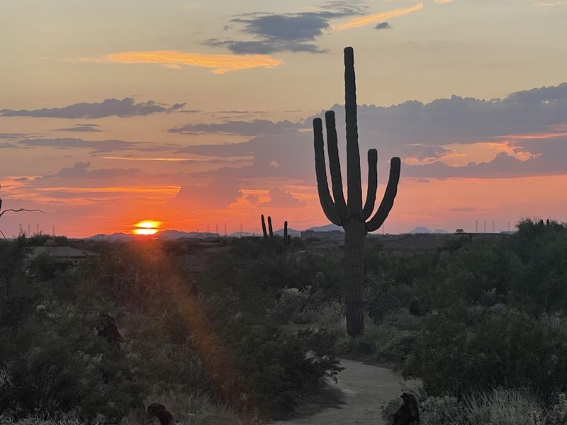 A saguaro silhouetted by a desert sunset